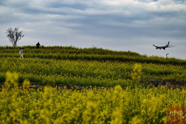 C视觉丨四川双流：油菜花海邂逅春日“繁花”   起落飞机上演现实版“开往春天的航班”
