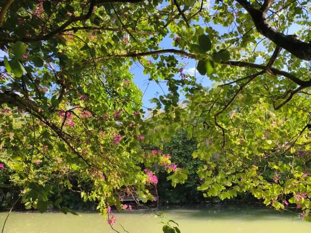 新晋打卡点！泉州市区这些限定“花海”全都美翻了……