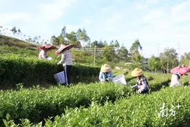 GDP增速居全省第4！看汕尾4%背后的“回升向好”图片