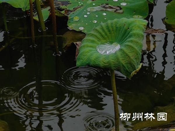 柳州市都乐公园上演“烟雨荷塘”