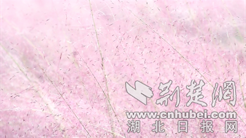 郧西县“粉黛”盛放引客来