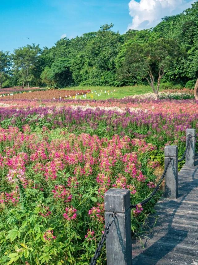 地铁直达！广州20000㎡醉蝶花海，美得好不真实！