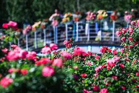 中国旅游日：上海三大公园半价免票优惠大放送！图片