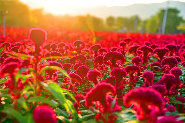 广东新晋网红地！浪漫花海、直升机飞行、地道美食…三水这个地方藏不住了
