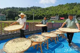 泰和：莲子丰收晾晒忙图片