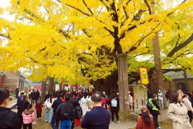 央视报道！就是现在！最佳赏叶期！还有玩法大升级……