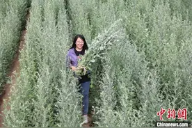 “小艾草”长成山东乡村特色“大产业” 变助农增收“致富草”图片