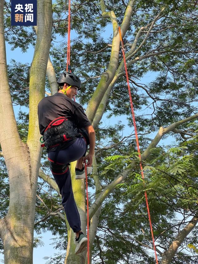 “爬树”也能修学分？这所高校的“攀树课”一课难求！