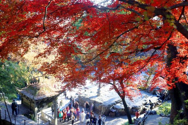 江苏苏州：虎丘“枫”景迷人