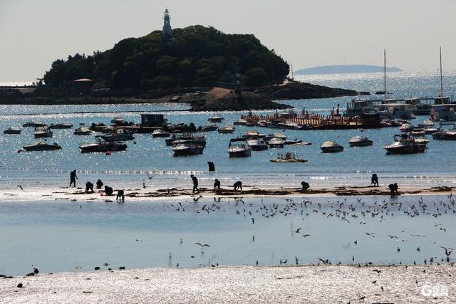 青岛“人鸥共舞”季节限定景观上线