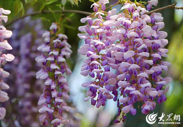 一城紫韵漫长廊！滨州紫藤花隧道迎来赏花季