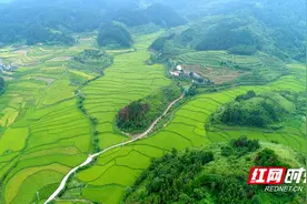 麻阳文昌阁乡：400亩有机大米畅销上广深图片