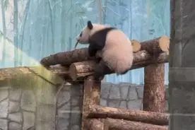 旅俄大熊猫幼崽“喀秋莎”首次亮相图片