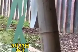 大雨来临，大猩猩人模人样奔跑避雨，网友：猩猩都知道下雨了要回家图片
