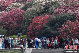 贵州毕节：百里杜鹃景区杜鹃花盛开引游人图片