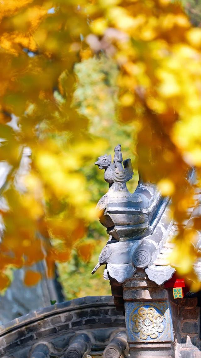 千年莒县银杏树！这一眼惊艳时光，高清大图超治愈