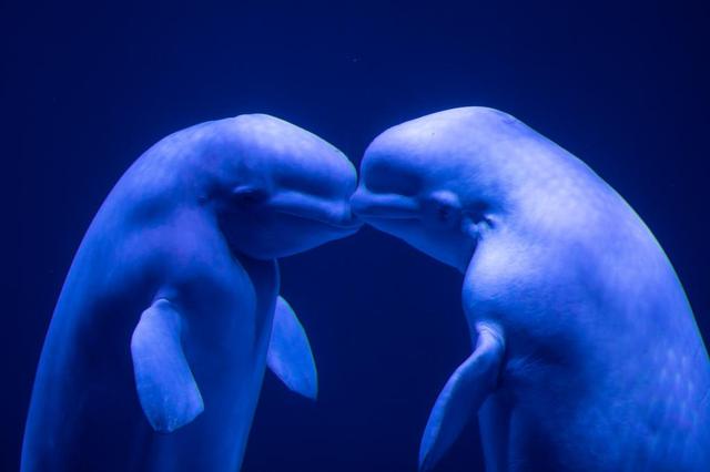 世界微笑日丨那些“天生爱笑”的萌物们