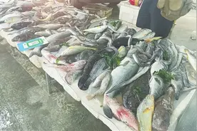 这个季节能吃到哪些肥美海鱼？17种当季海鱼来了图片