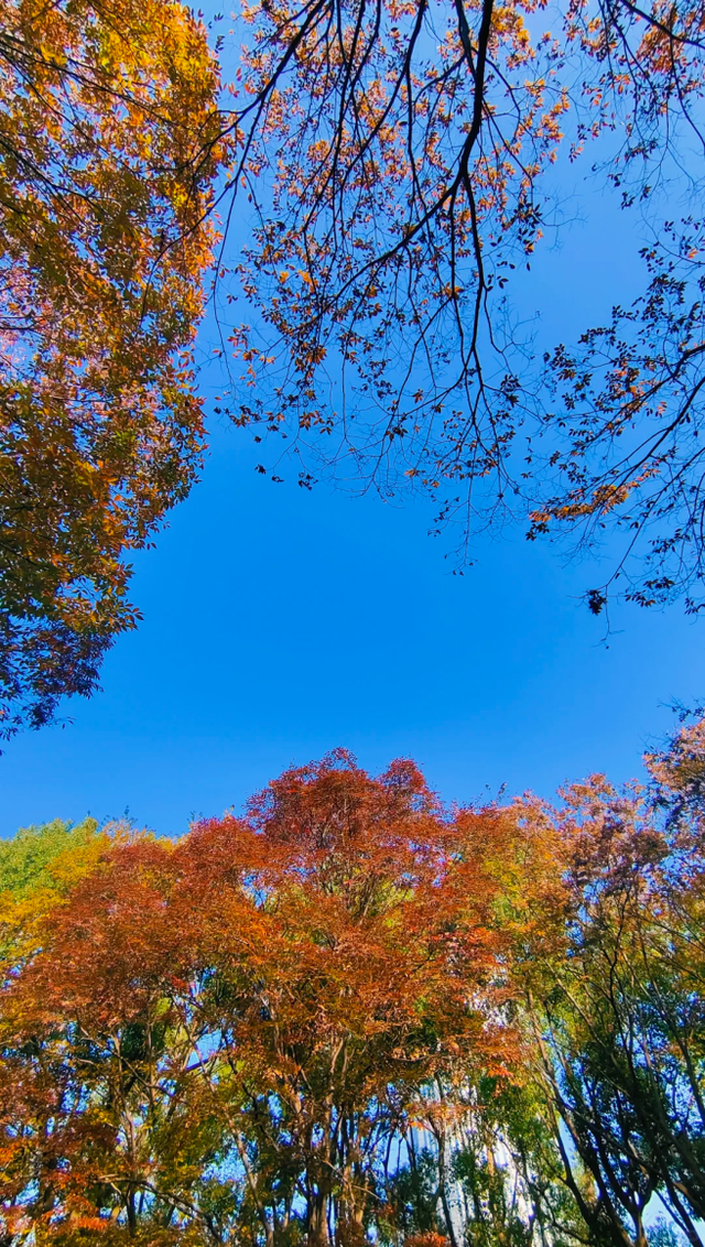 枫叶、梧桐、银杏、乌桕……上海市中心这个免费公园换上了五彩斑斓的秋装→