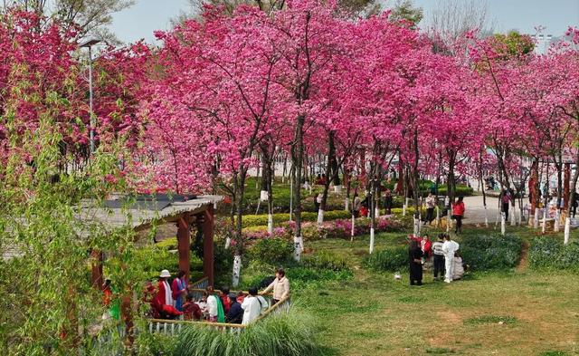 春城无处不飞花 官渡樱花醉游人