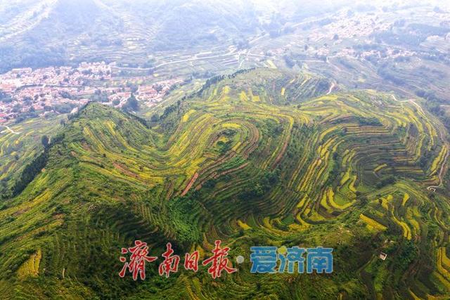 一年四季 泉在济南丨梯田绘就大地调色盘 美景藏 “金” 助力乡村振兴