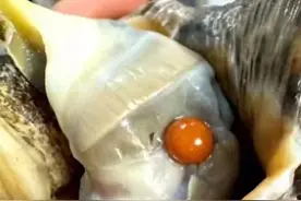 50000颗海螺才有1颗！女子洗菜洗出“龙珠”，价值百万以上！本人：不卖图片