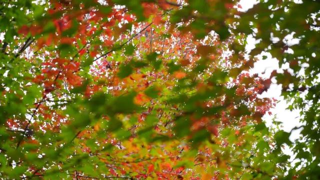 300亩！免费参观