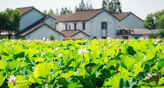 非遗奇遇、露天电影……上海夏日古镇还能这样玩
