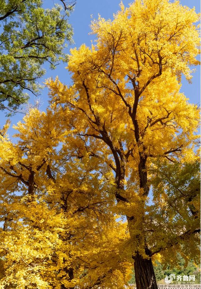 组图丨一大波美图来袭！泰山景区9个赏秋地超出片