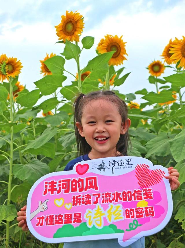 西咸新区600亩向日葵海已绽放