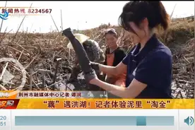 “荷”“泥”“藕”遇！记者体验泥里“淘金”图片