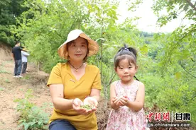 甘肃成县：小连翘成致富“黄金果”图片