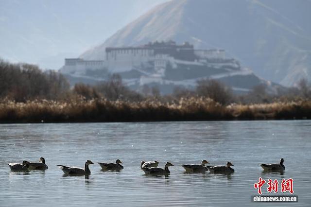 西藏：初冬“拉萨之肺”绘壮美画卷