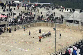 惠水：传统斗牛闹新春 民俗盛宴展风采图片
