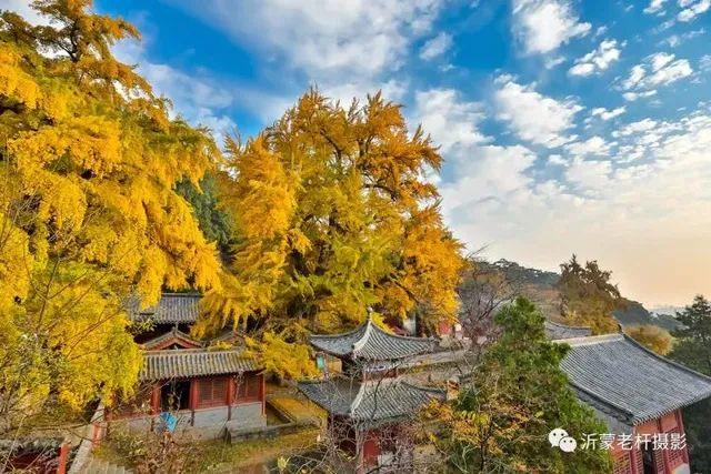 邂逅沂水金秋，一日看尽银杏黄！