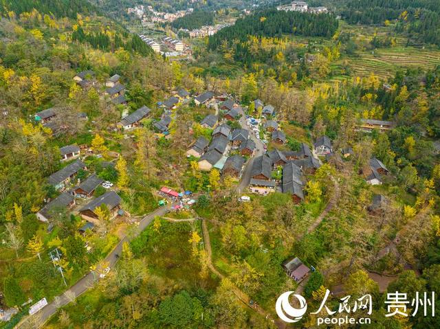 世界古银杏之乡迎来游学热