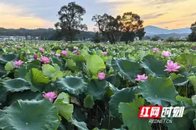 江西广昌姚西村：“中国莲花第一村”的“莲”锁效应图片