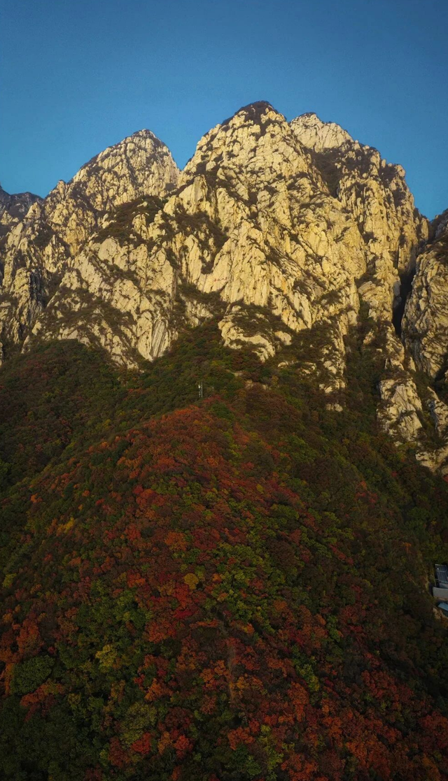看万山红遍！河南赏红叶指南来啦→
