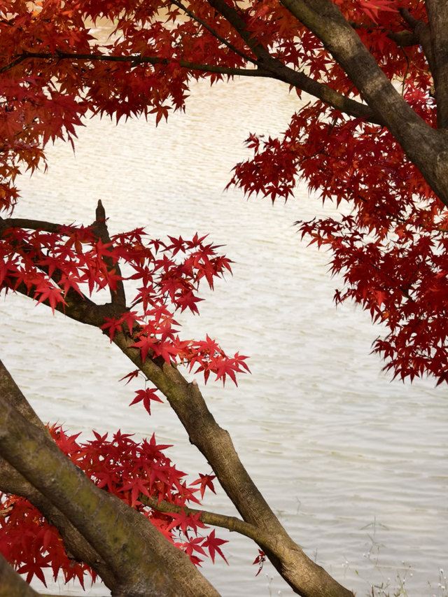 红枫“进度条”拉满，这些打卡地快收好！