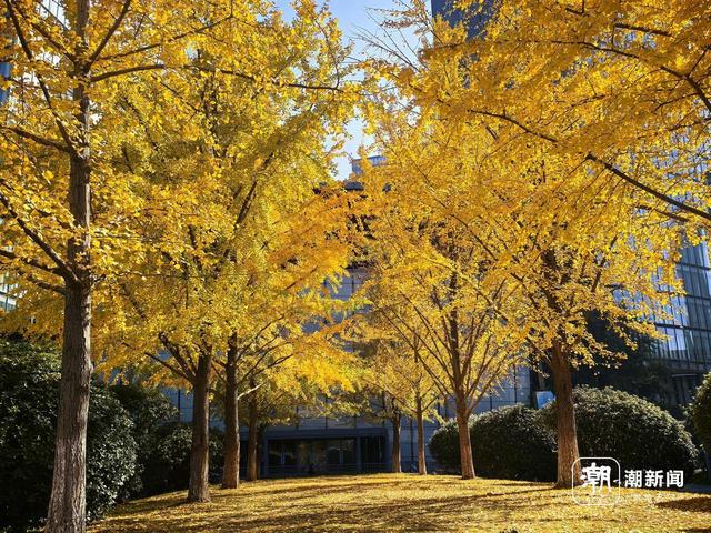 限定金色浪漫！杭州这处新晋银杏打卡点火了，坐标市民中心