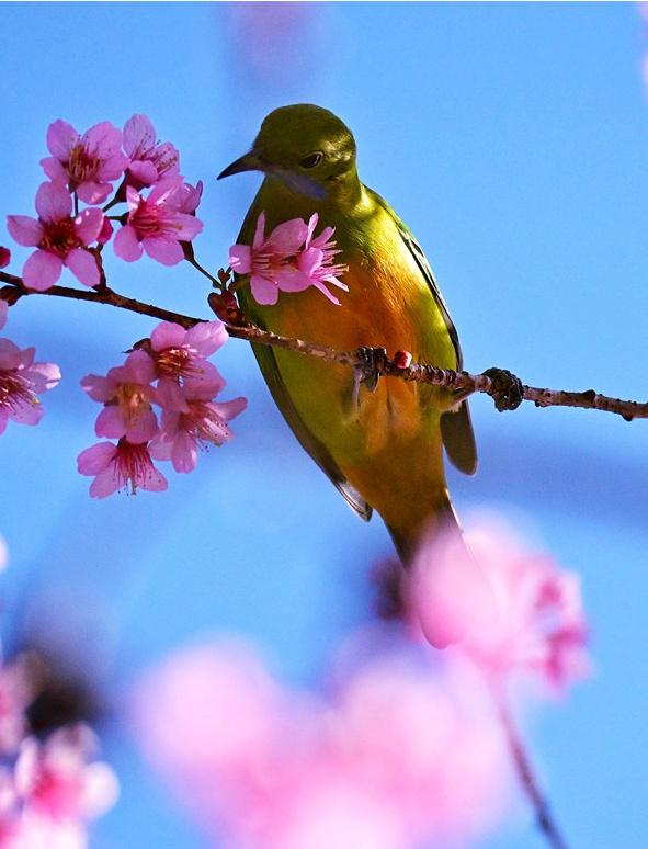 风过腾冲玛御谷 樱花漫染暖冬