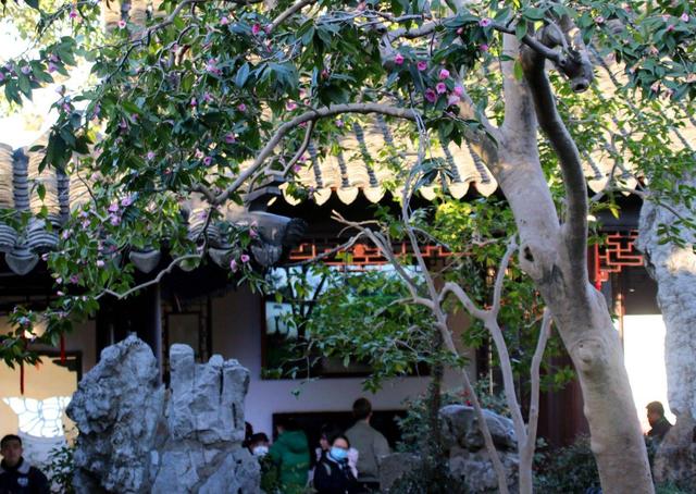 江苏苏州：古典园林沧浪亭古山茶花绽放