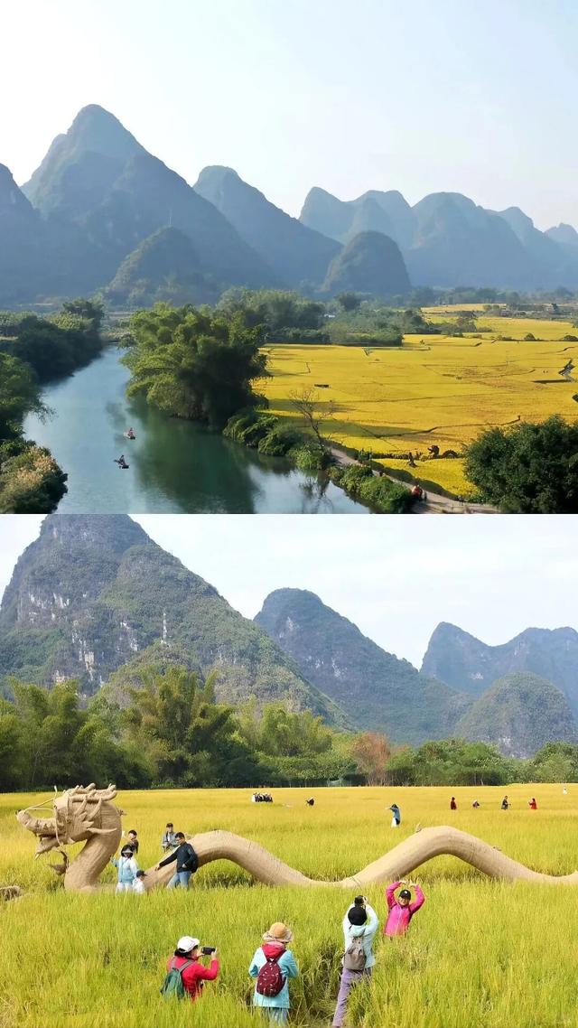 稻浪翻金，这是桂林最治愈的调色盘，在稻田里把日子过成诗