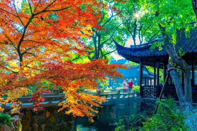 快冲！醉白池枫叶“皮肤”已更新至最美限定款