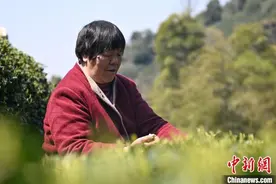 浙江杭州西湖龙井茶开采图片
