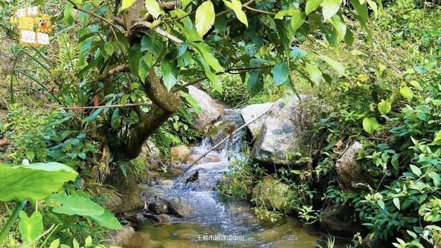 藏不住了！玉林这里又发现一处清凉秘境