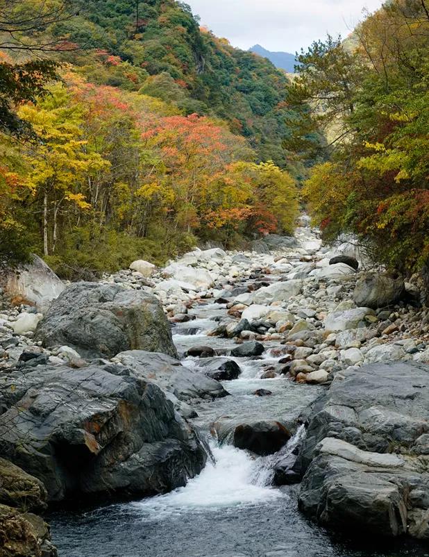 青睐绵阳 ‖ 小众彩林秘境！平武这条沟藏着最惊艳的秋天~