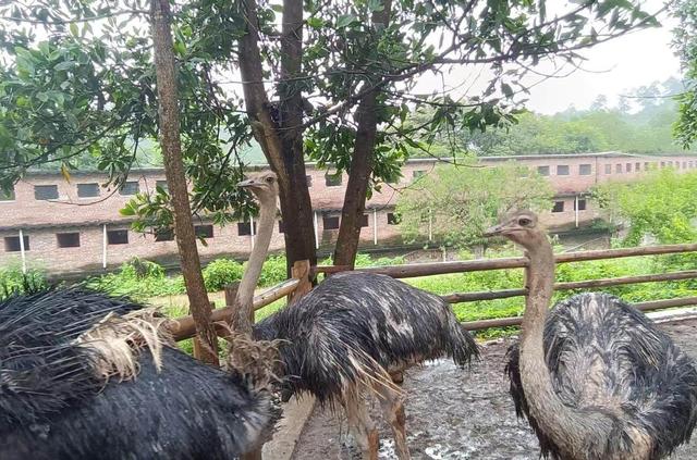 罗定喜来谷动植物生态园成为生态保护与科普的新地标