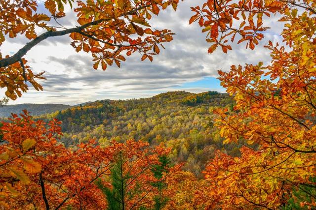 东北秋景天花板,错过再等一年