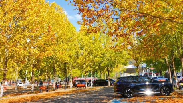 秋景大片都没看，洛阳的秋天，这就结束了？